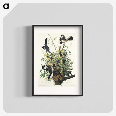1-56_John-James-Audubon_blk