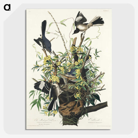 1-56_John-James-Audubon_picture-crop