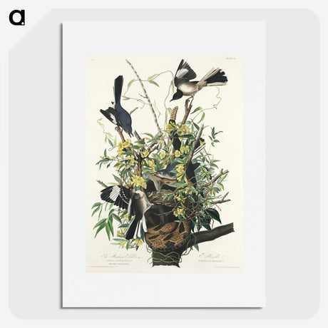 1-56_John-James-Audubon_picture