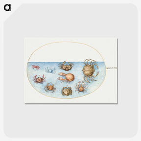 1-56_Joris-Hoefnagel_postcard