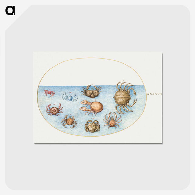 1-56_Joris-Hoefnagel_postcard
