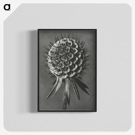 1-56_Karl-Blossfeldt_blk-crop