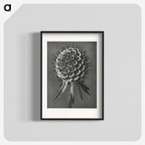 1-56_Karl-Blossfeldt_blk