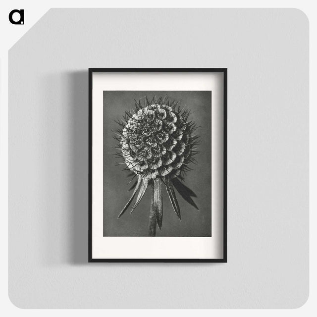 1-56_Karl-Blossfeldt_blk