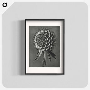 アートポスター-Phacelia Tanacetifolia - カール ブロスフェルト Poster.