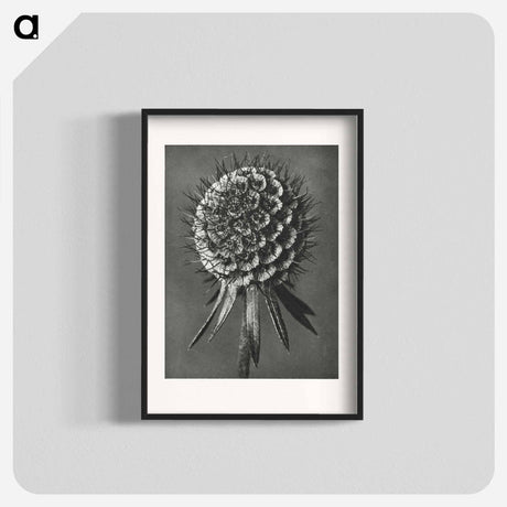 アートポスター-Phacelia Tanacetifolia - カール ブロスフェルト Poster.