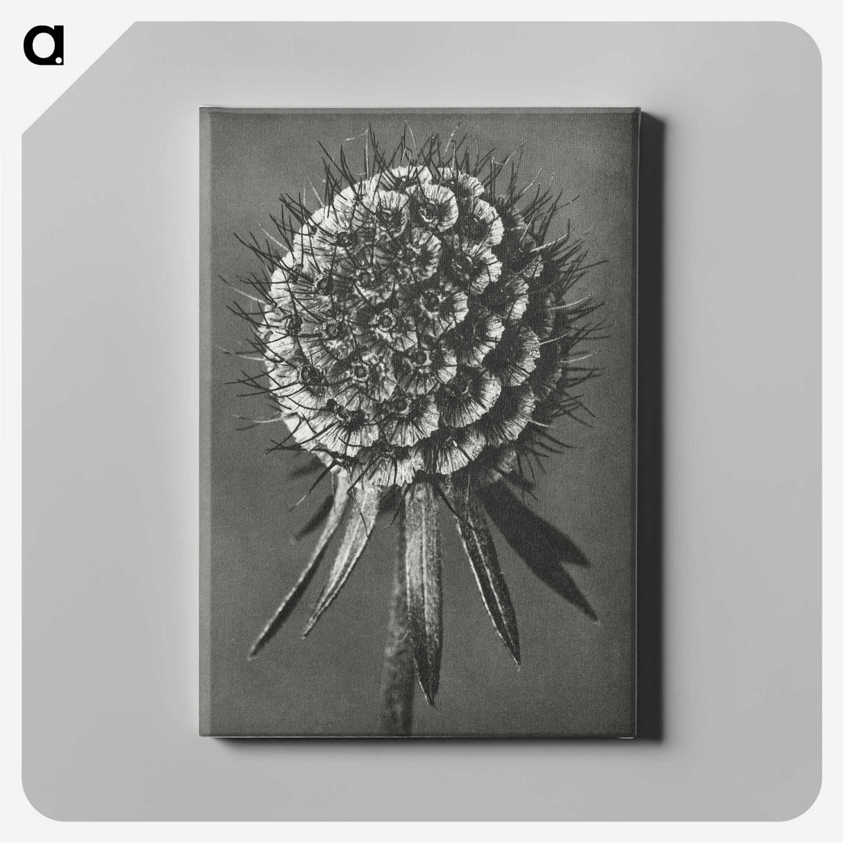 1-56_Karl-Blossfeldt_canvas