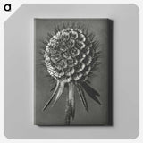 1-56_Karl-Blossfeldt_canvas