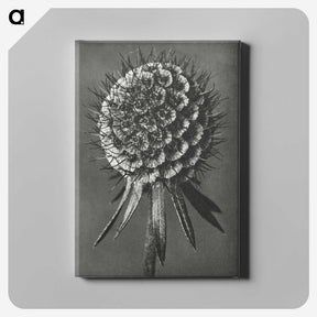 1-56_Karl-Blossfeldt_canvas