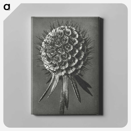 1-56_Karl-Blossfeldt_canvas