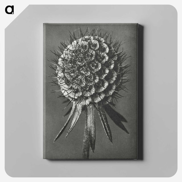 1-56_Karl-Blossfeldt_canvas