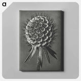 アートパネル-Phacelia Tanacetifolia - カール ブロスフェルト Canvas.