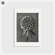 アートポストカード-Phacelia Tanacetifolia - カール ブロスフェルト Postcard.