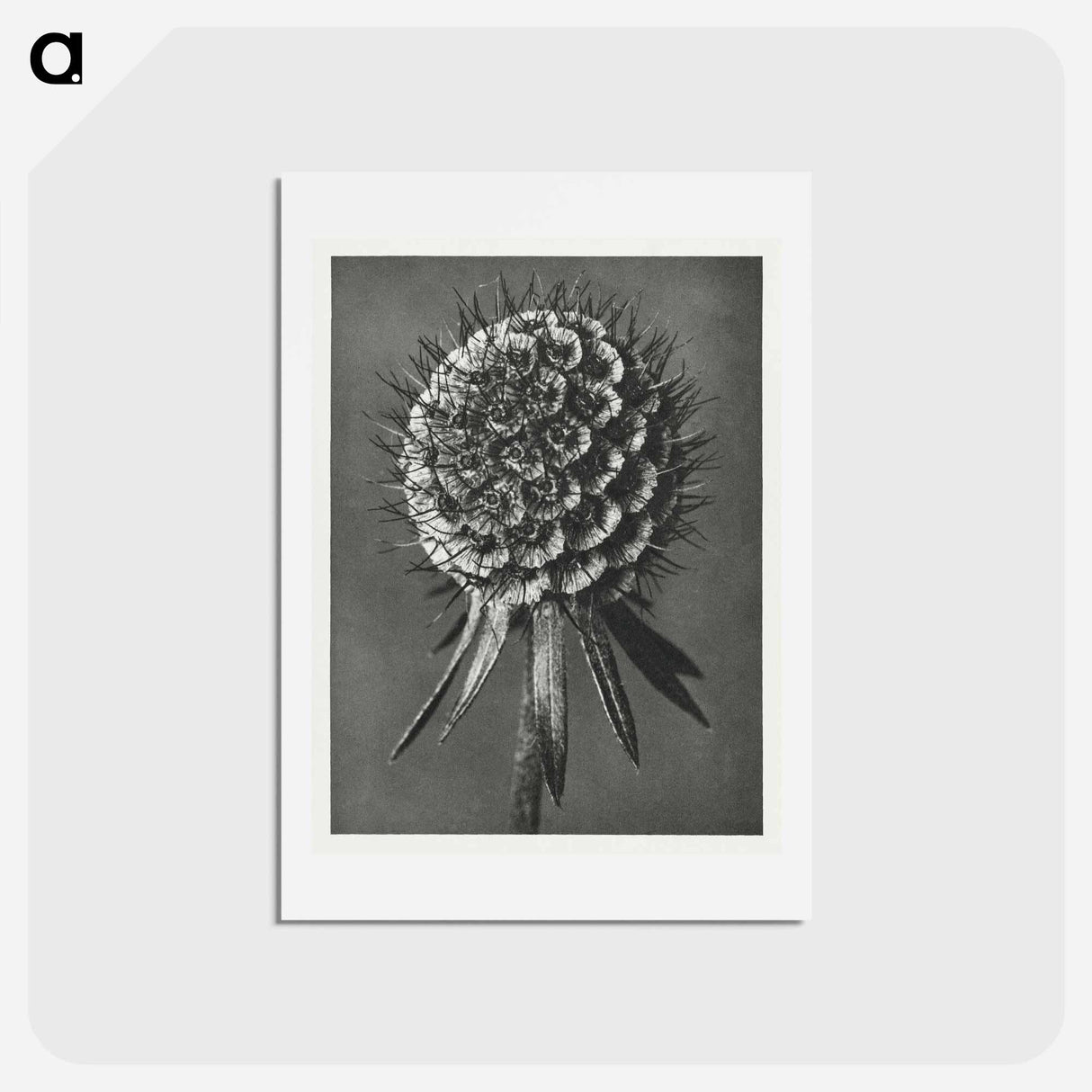 アートポストカード-Phacelia Tanacetifolia - カール ブロスフェルト Postcard.