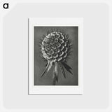 アートポストカード-Phacelia Tanacetifolia - カール ブロスフェルト Postcard.