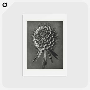 アートポストカード-Phacelia Tanacetifolia - カール ブロスフェルト Postcard.