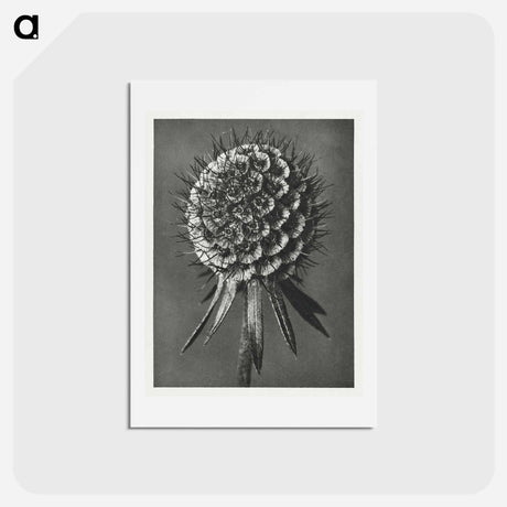 アートポストカード-Phacelia Tanacetifolia - カール ブロスフェルト Postcard.