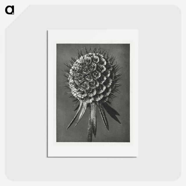アートポストカード-Phacelia Tanacetifolia - カール ブロスフェルト Postcard.