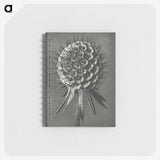 1-56_Karl-Blossfeldt_memo