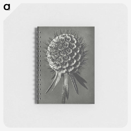 1-56_Karl-Blossfeldt_memo