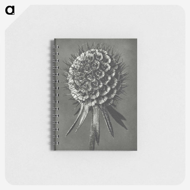 1-56_Karl-Blossfeldt_memo