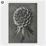 1-56_Karl-Blossfeldt_picture-crop