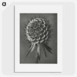 1-56_Karl-Blossfeldt_picture