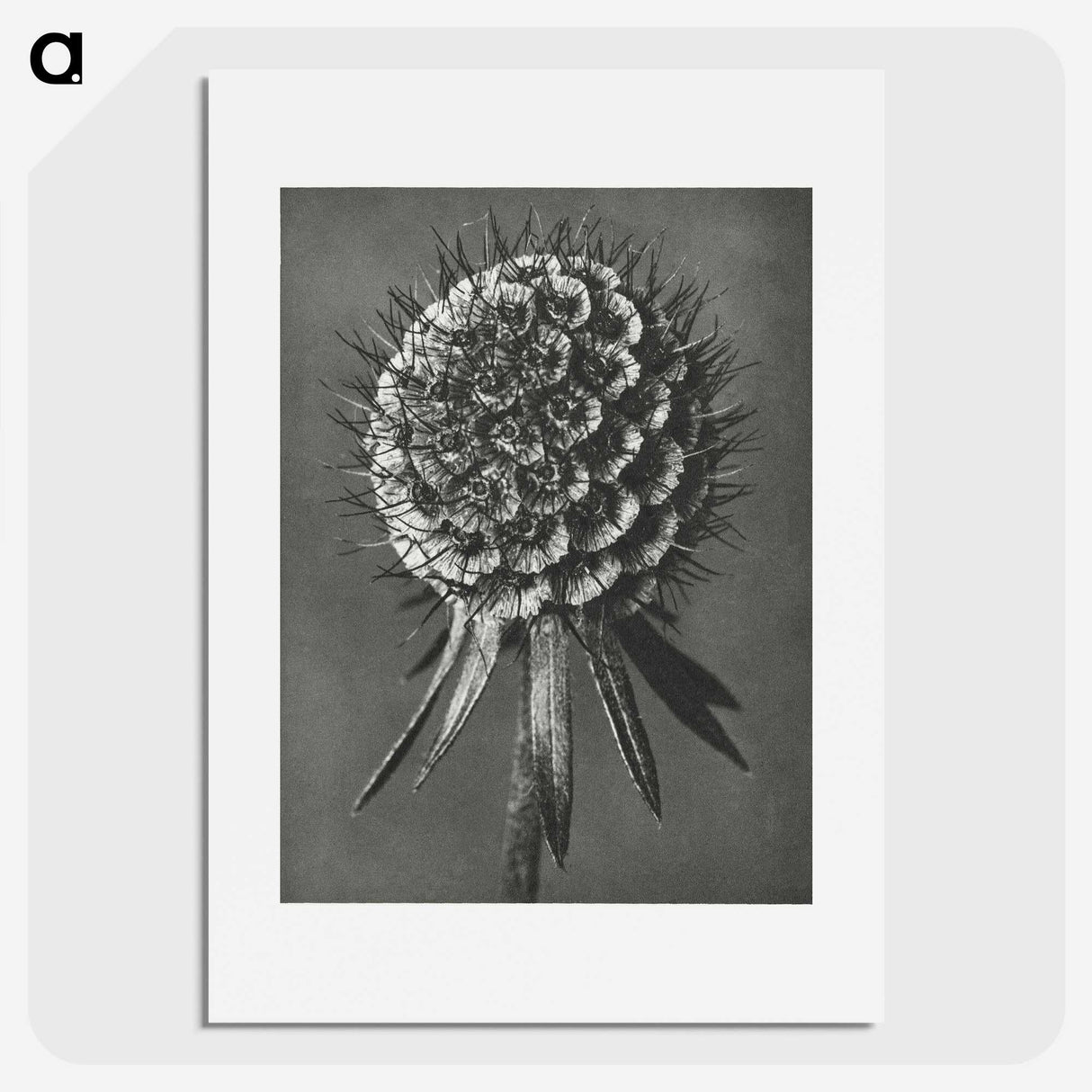 1-56_Karl-Blossfeldt_picture
