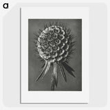 1-56_Karl-Blossfeldt_picture