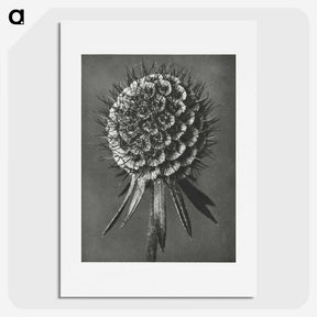 1-56_Karl-Blossfeldt_picture