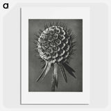 アートポスター-Phacelia Tanacetifolia - カール ブロスフェルト Poster.