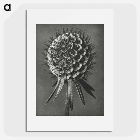 アートポスター-Phacelia Tanacetifolia - カール ブロスフェルト Poster.