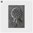 1-56_Karl-Blossfeldt_postcard