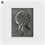 アートポストカード-Phacelia Tanacetifolia - カール ブロスフェルト Postcard.