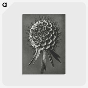 1-56_Karl-Blossfeldt_postcard