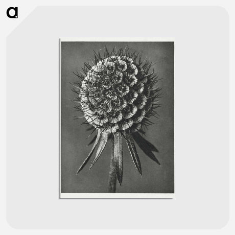 アートポストカード-Phacelia Tanacetifolia - カール ブロスフェルト Postcard.