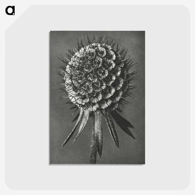 1-56_Karl-Blossfeldt_postcard