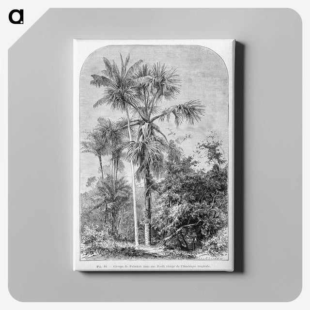 1-56_Les-Palmiers-Histoire-Iconographique_canvas