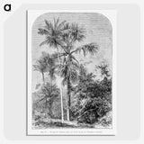 1-56_Les-Palmiers-Histoire-Iconographique_picture-crop