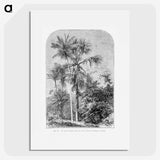 1-56_Les-Palmiers-Histoire-Iconographique_picture
