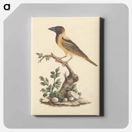 アートパネル-Oriolus monacha
 - ルイージ バルガーニ Canvas.