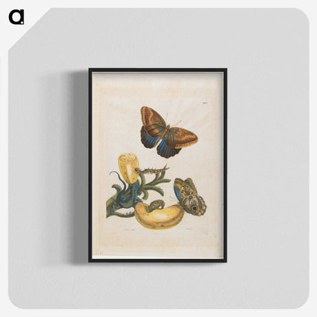 1-56_Maria-Sibylla-Merian_blk-crop