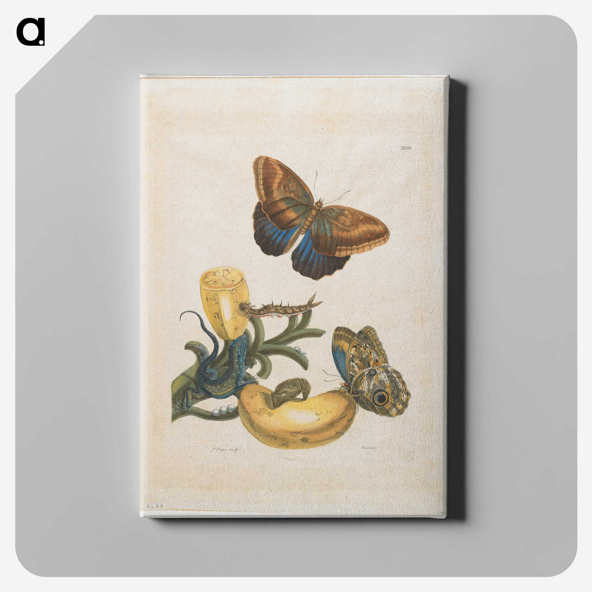 1-56_Maria-Sibylla-Merian_canvas