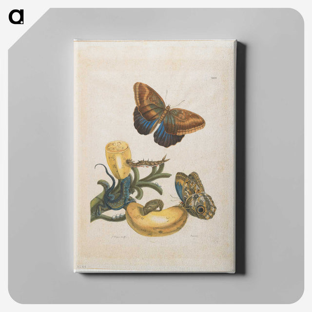 1-56_Maria-Sibylla-Merian_canvas