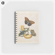 1-56_Maria-Sibylla-Merian_memo