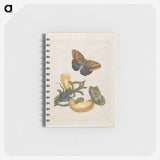 1-56_Maria-Sibylla-Merian_memo