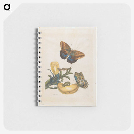 1-56_Maria-Sibylla-Merian_memo