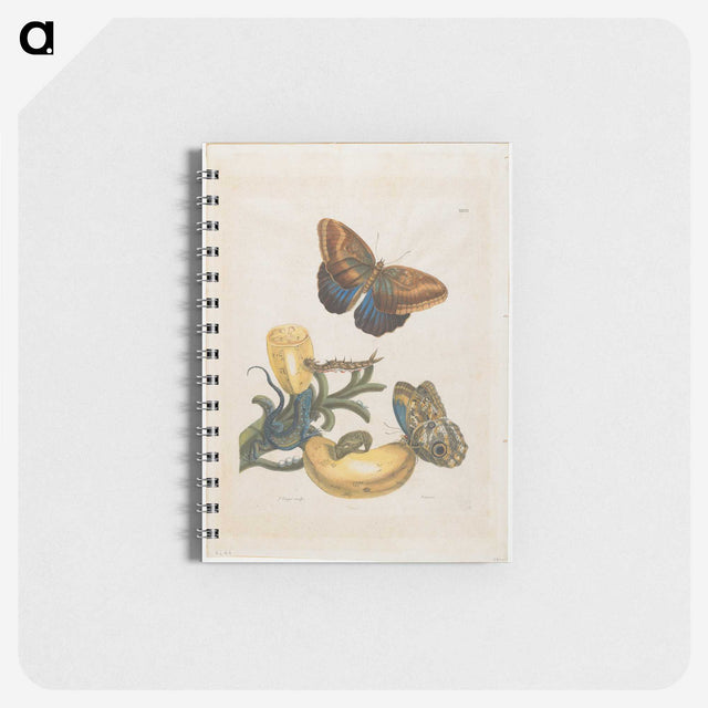 1-56_Maria-Sibylla-Merian_memo