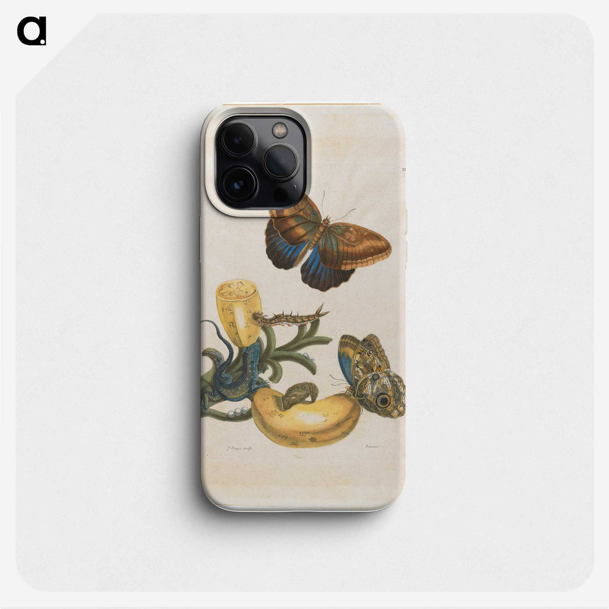 1-56_Maria-Sibylla-Merian_phone