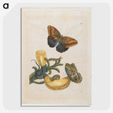 1-56_Maria-Sibylla-Merian_picture-crop